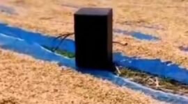 Speaker jadi penunggu jemuran padi. Sumber: Tangkapan layar akun TikTok @prayogghy_cilacap