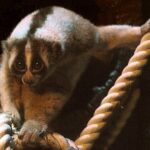 Kukang Jawa (Nycticebus Javanicus)