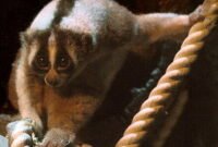 Kukang Jawa (Nycticebus Javanicus). Sumber: Wikipedia