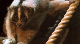 Kukang Jawa (Nycticebus Javanicus). Sumber: Wikipedia