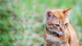 Ilustrasi kucing liar. Sumber: jcomp/freepik