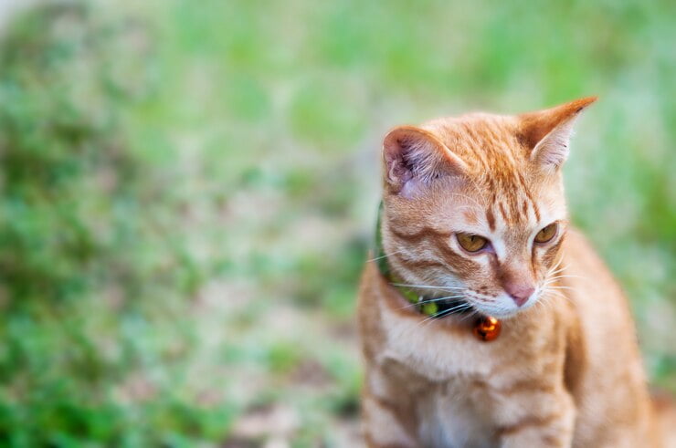 Tnada Kucing Mendekati Kita