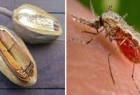 Kolase foto manfaat biji buah mahoni, salah satunya bisa menyembuhkan malaria.