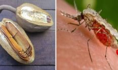 6 Manfaat Biji Buah Mahoni Bagi Kesehatan, Nomor 4 untuk Malaria