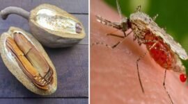 Kolase foto manfaat biji buah mahoni, salah satunya bisa menyembuhkan malaria.