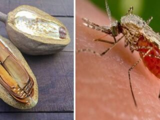 6 Manfaat Biji Buah Mahoni Bagi Kesehatan, Nomor 4 untuk Malaria