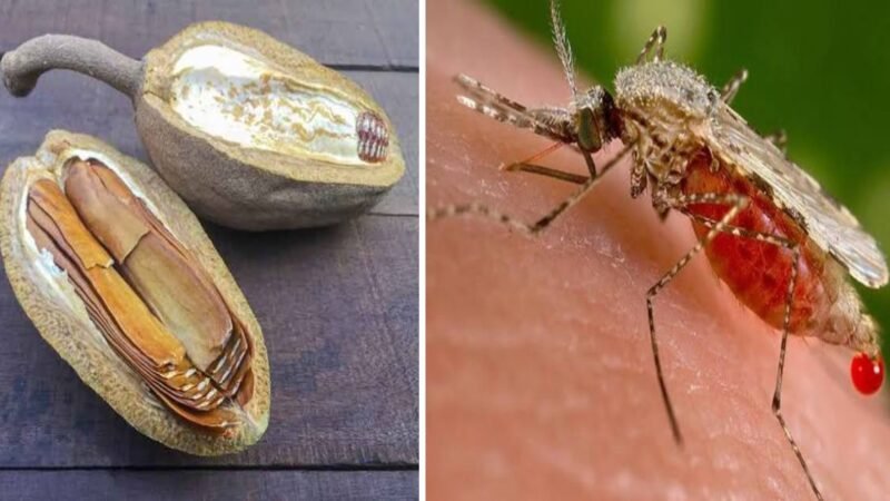 Kolase foto manfaat biji buah mahoni, salah satunya bisa menyembuhkan malaria.