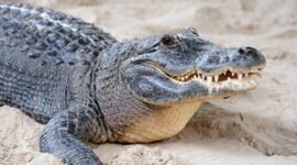 Ilustrasi.
Sumber: TravelScape/freepik