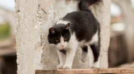 Kucing mendekati kita bertanda apa.