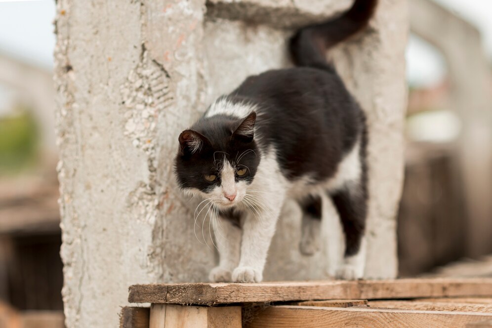 kucing-mendekati-kita-bertanda-apa