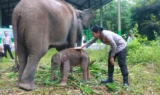 Ini Alasan Bayi Gajah di Way Kambas Gunakan Nama Kapolres Lampung Timur