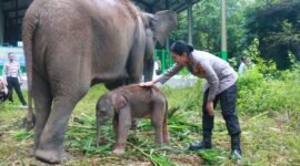 Bayi gajah betina di Taman Nasional Way Kambas diberi nama HETI, diambil dari nama Kapolres Lampung Timur AKBP Heti Patmawati./Ist