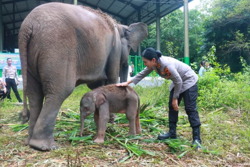 Bayi gajah betina di Taman Nasional Way Kambas diberi nama HETI, diambil dari nama Kapolres Lampung Timur AKBP Heti Patmawati./Ist
