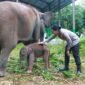 Bayi gajah betina di Taman Nasional Way Kambas diberi nama HETI, diambil dari nama Kapolres Lampung Timur AKBP Heti Patmawati./Ist