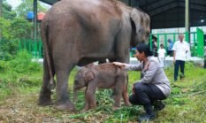 Nama Kapolres Lampung Timur Jadi Penghormatan untuk Anak Gajah yang Lahir di Way Kambas