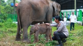 Seekor anak gajah betina yang lahir di Taman Nasional Way Kambas resmi diberi nama Heti, diambil dari nama Kapolres Lampung Timur AKBP Heti Patmawati sebagai bentuk penghormatan dan kepedulian terhadap konservasi gajah./Ist