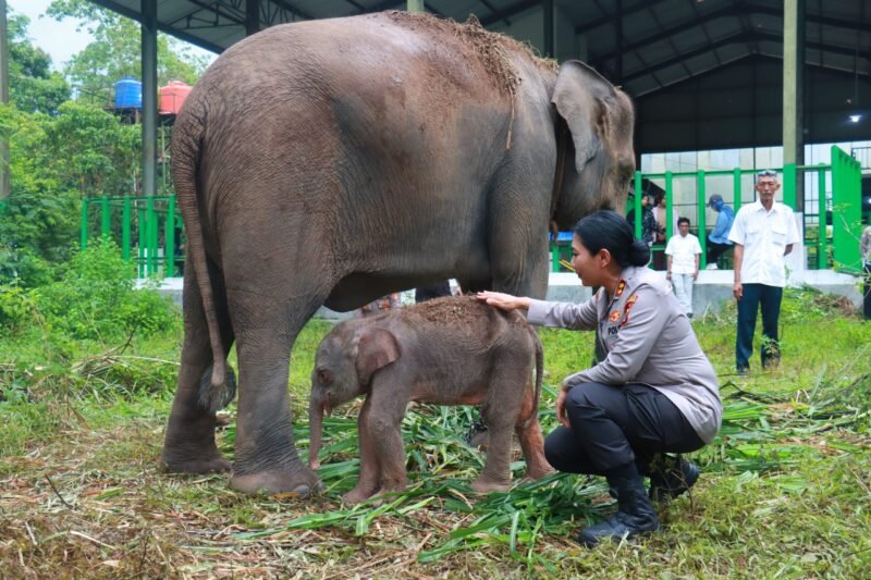 Seekor anak gajah betina yang lahir di Taman Nasional Way Kambas resmi diberi nama Heti, diambil dari nama Kapolres Lampung Timur AKBP Heti Patmawati sebagai bentuk penghormatan dan kepedulian terhadap konservasi gajah./Ist
