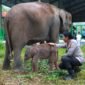 Seekor anak gajah betina yang lahir di Taman Nasional Way Kambas resmi diberi nama Heti, diambil dari nama Kapolres Lampung Timur AKBP Heti Patmawati sebagai bentuk penghormatan dan kepedulian terhadap konservasi gajah./Ist