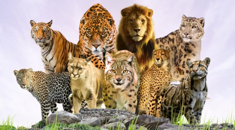 Ilustrasi singa dan harimau satu keluarga dengan kucing rumahan./Kreasi AI