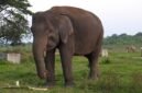 Gajah Sumatera yang ada di Taman Nasional Way Kambas(TNWK)./tnwk.pptik