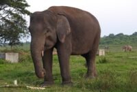 Gajah Sumatera yang ada di Taman Nasional Way Kambas(TNWK)./tnwk.pptik