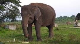 Gajah Sumatera yang ada di Taman Nasional Way Kambas(TNWK)./tnwk.pptik