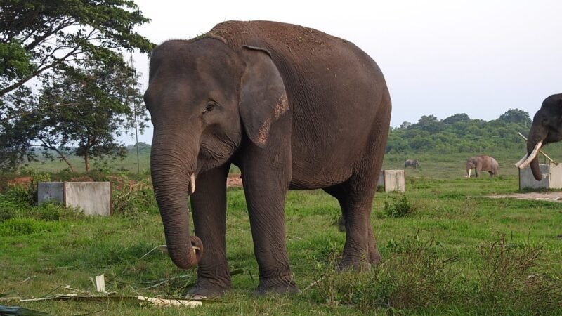 Gajah Sumatera yang ada di Taman Nasional Way Kambas(TNWK)./tnwk.pptik