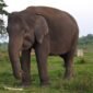 Gajah Sumatera yang ada di Taman Nasional Way Kambas(TNWK)./tnwk.pptik