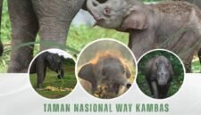 TN Way Kambas tutup sementara objek wisata./btn_waykambas