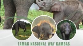 TN Way Kambas tutup sementara objek wisata./btn_waykambas