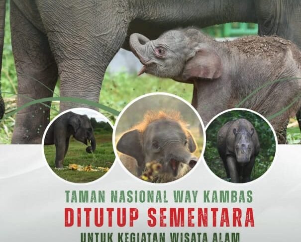 TN Way Kambas tutup sementara objek wisata./btn_waykambas