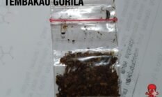 Transaksi Tembakau Gorila via Akun Instagram, Dua Remaja di Lampung Timur Ditangkap Polisi