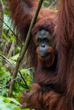 Orangutan Hanya Ada di Kalimantan dan Sumatera? Ini Penjelasannya