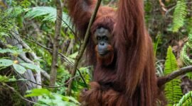 Orangutan./orangutan.or.id