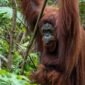 Orangutan./orangutan.or.id