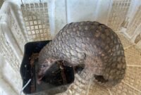 Gambar Trenggiling (Manis javanica)/Kementerian Kehutanan Republik Indonesia.