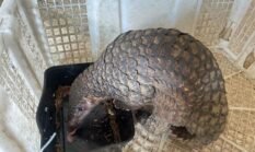 Dari Jatim ke Sintang, HLY Dibekuk Bawa 1,38 Kg Sisik Trenggiling