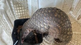 Gambar Trenggiling (Manis javanica)/Kementerian Kehutanan Republik Indonesia.