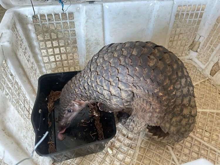 Gambar Trenggiling (Manis javanica)/Kementerian Kehutanan Republik Indonesia.