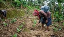 Seorang petani merawat tanaman tembakau muda di lahan pertanian Desa Bandar Agung, Kecamatan Bandar Sribawono, Lampung Timur, Senin (22/6/2026). Dalam beberapa bulan terakhir, puluhan petani di wilayah tersebut mulai beralih dari budidaya cabai dan tomat ke tembakau karena dinilai memiliki kepastian pasar dan potensi pendapatan yang lebih menjanjikan. (Freentalk.com)