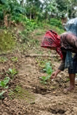 Tinggalkan Cabai dan Tomat, 50 Petani Bandar Agung Pilih Budidaya Tembakau