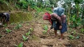 Seorang petani merawat tanaman tembakau muda di lahan pertanian Desa Bandar Agung, Kecamatan Bandar Sribawono, Lampung Timur, Senin (22/6/2026). Dalam beberapa bulan terakhir, puluhan petani di wilayah tersebut mulai beralih dari budidaya cabai dan tomat ke tembakau karena dinilai memiliki kepastian pasar dan potensi pendapatan yang lebih menjanjikan. (Freentalk.com)