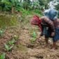 Seorang petani merawat tanaman tembakau muda di lahan pertanian Desa Bandar Agung, Kecamatan Bandar Sribawono, Lampung Timur, Senin (22/6/2026). Dalam beberapa bulan terakhir, puluhan petani di wilayah tersebut mulai beralih dari budidaya cabai dan tomat ke tembakau karena dinilai memiliki kepastian pasar dan potensi pendapatan yang lebih menjanjikan. (Freentalk.com)