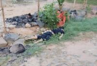 Jenazah seorang pria ditemukan tergeletak di dekat parit di area permukiman warga Desa Setia Batin, Kecamatan Labuhan Maringgai, Lampung Timur, Senin (17/8/2026) pagi. (Hadi Jakariya)