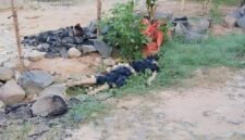 Jenazah seorang pria ditemukan tergeletak di dekat parit di area permukiman warga Desa Setia Batin, Kecamatan Labuhan Maringgai, Lampung Timur, Senin (17/8/2026) pagi. (Hadi Jakariya)