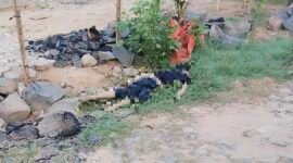 Jenazah seorang pria ditemukan tergeletak di dekat parit di area permukiman warga Desa Setia Batin, Kecamatan Labuhan Maringgai, Lampung Timur, Senin (17/8/2026) pagi. (Hadi Jakariya)