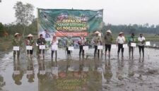 Sejumlah peserta mengikuti Gerakan Tanam Serempak dengan menanam padi secara bersama di areal persawahan Kecamatan Jabung, Kabupaten Lampung Timur, Kamis (21/8/2026). (Foto: Agus S)