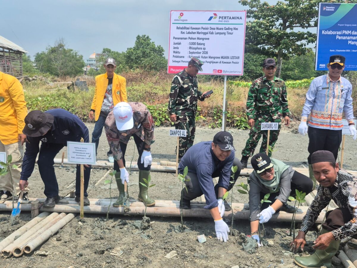 Sejumlah pejabat dan pemangku kepentingan melakukan penanaman bibit mangrove dalam kegiatan rehabilitasi kawasan pesisir di Desa Muara Gading Mas, Kecamatan Labuhan Maringgai, Lampung Timur, September 2026. Program kolaborasi PHE OSES dan pemerintah daerah ini bertujuan menjaga ekosistem pesisir serta memperkuat perlindungan alami dari abrasi dan banjir rob. (Foto:Ist)