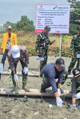 PHE OSES Kembangkan Demplot Mangrove 2 Hektare untuk Lindungi Pesisir Lampung Timur